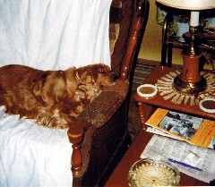 F042- Sandy (dog)